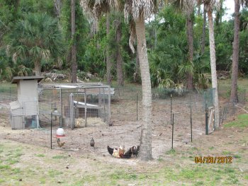 Overview of the coop, run, and yard. Extended to keep all flying acrobats inside. aka Chicken Prison Naples, FL